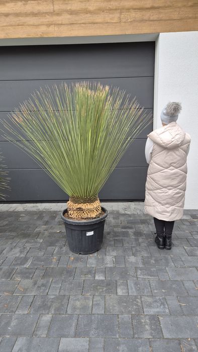 Rośliny egzotyczne.  Palma mrozoodporna.  Rostrata. Fortunei Filifera