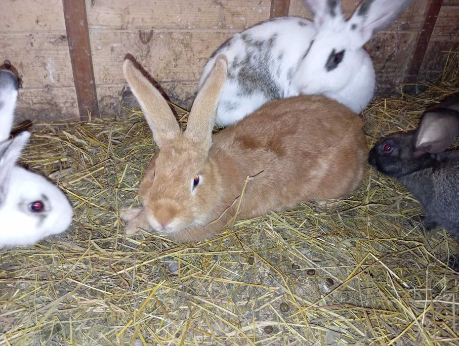 Кролики різного віку