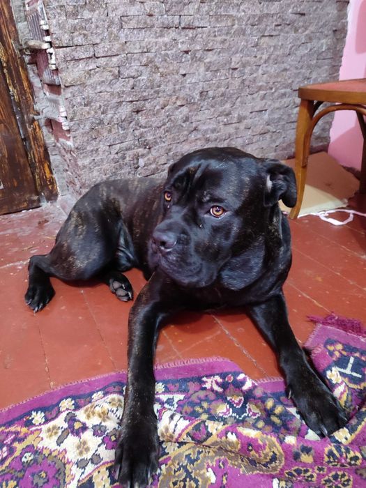 Продам пса кане корсо