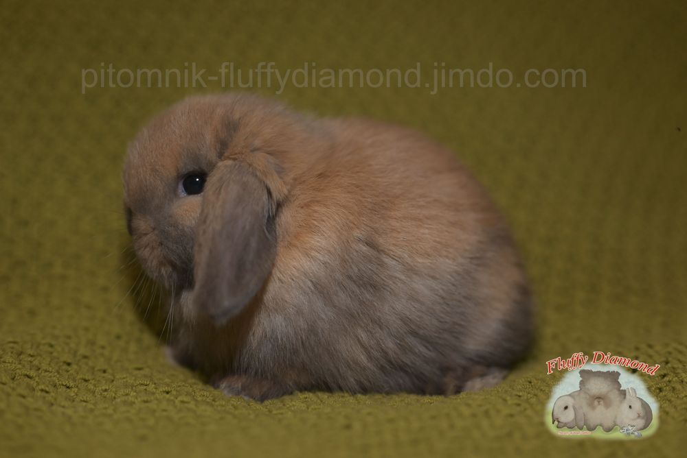 Хлопчик породи NHD (Nederlandse Hangoor Dwerg) Тюрінгенський