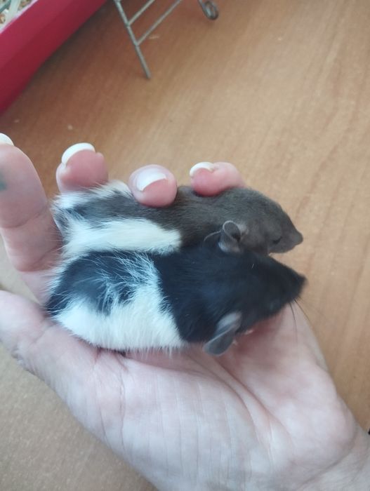 Продаж Крим-дамбо.