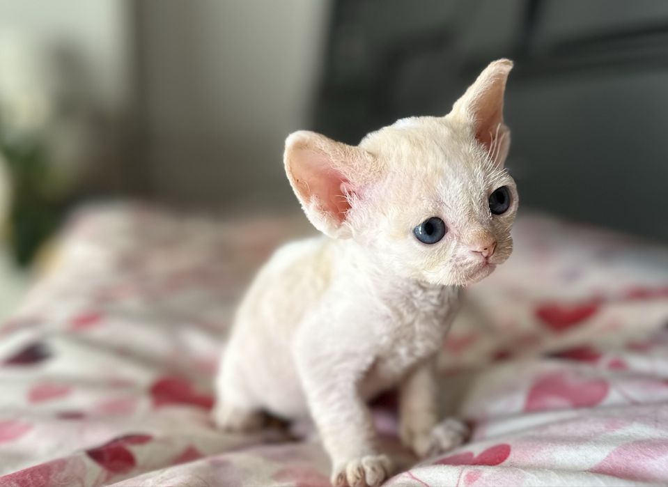 Niebieskooka kremowa kotka  devon rex