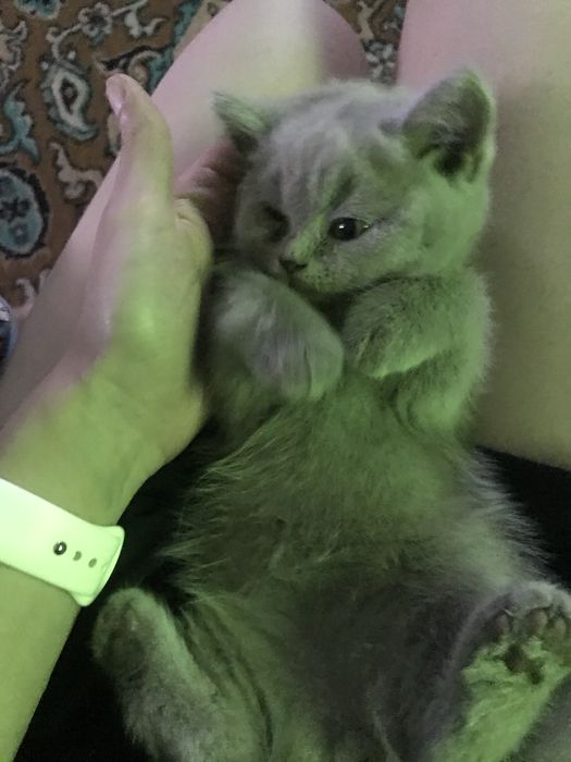Котята британцы короткошерстые