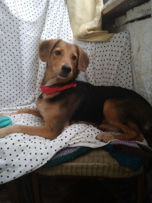 Метис охотника в добрые!