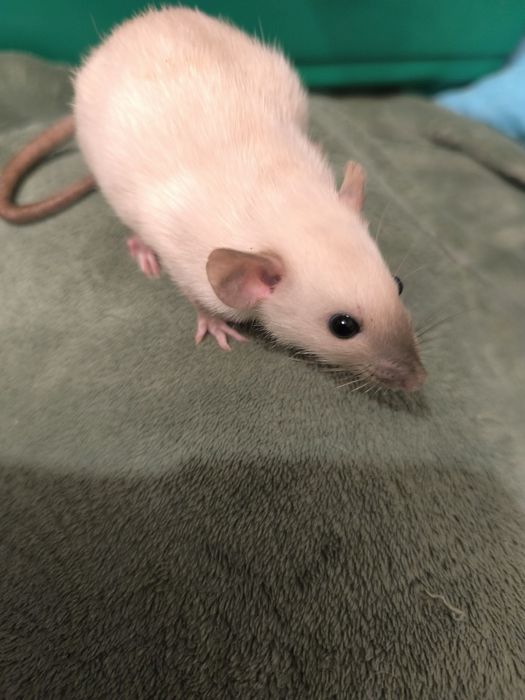 Dwa Szczury Dumbo Syjamskie Rasowe - STANDARD