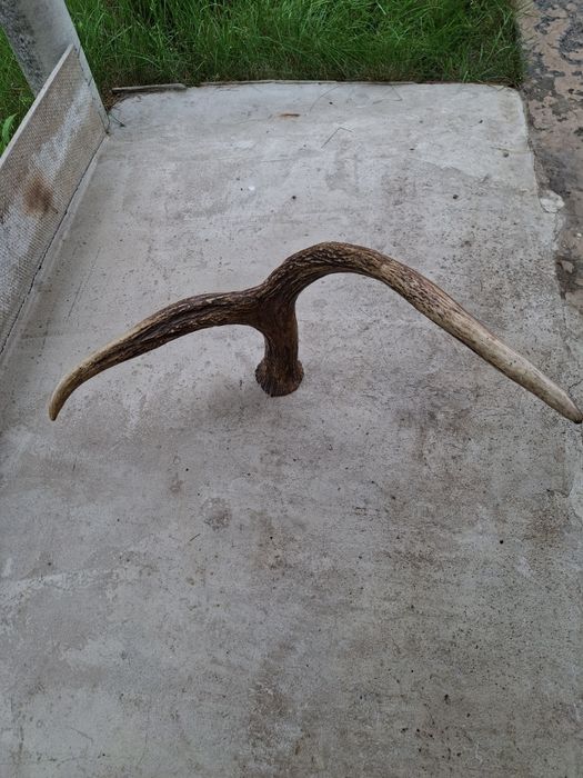 Рога  оленя чи лося