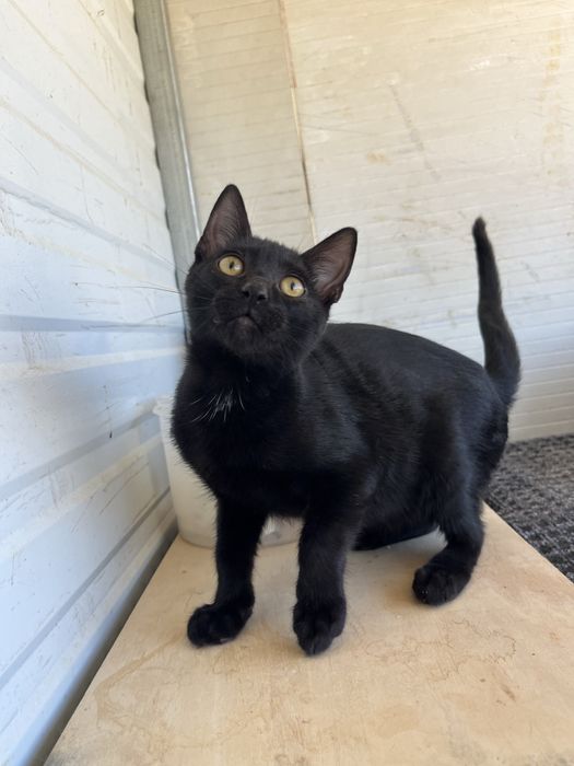 Mogli- Gatinho bebé para Adoção