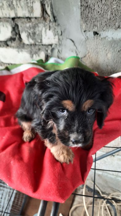 Щенок английского спаниеля