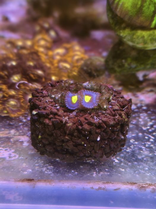 Zoa AOI szczepka