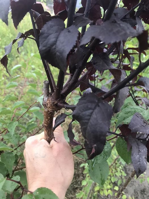 Саджанці плодових та декоративних дерев кущі ягід та штамбові рослини