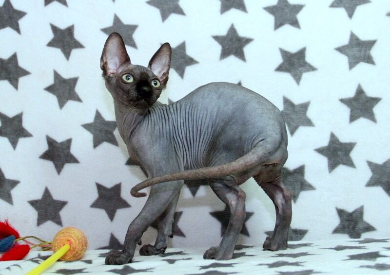 Красиві котики