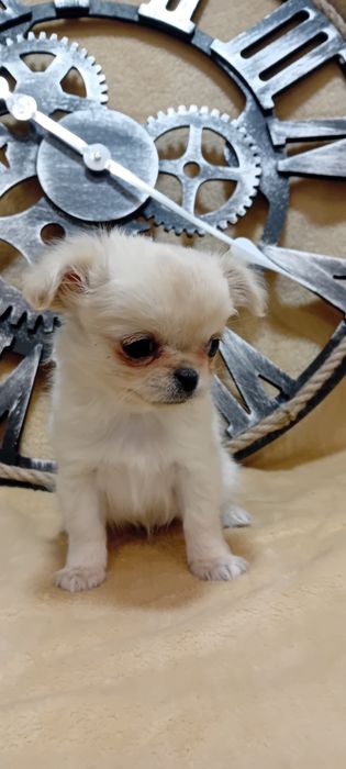 Chihuahua suczka długowłosa