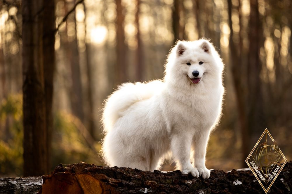 Samoyed/ Samoyed FCI/ Samojed – planowane mioty jesień/ zima 2026 | ZK
