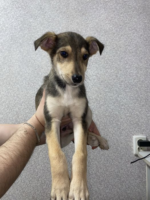 Цуценята безкоштовно, шукають дім, в добрі руки