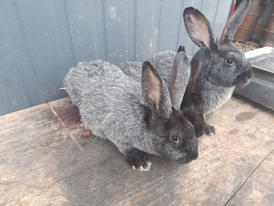 Продаю кролі полтавське срібло