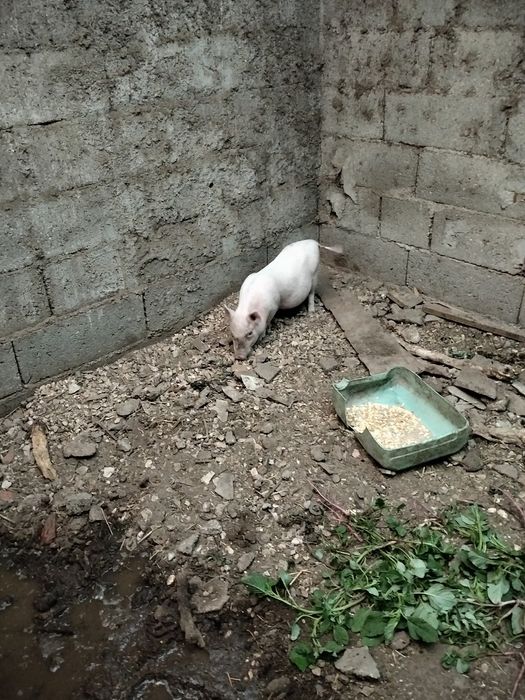 Vende se leitão de boa qualidade