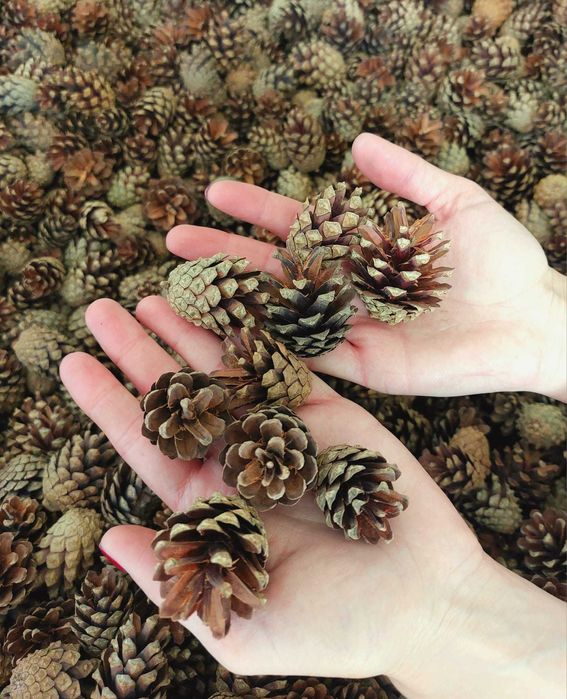 Szyszki sosnowe bez nasion DIY ozdoby dekoracje 500 sztuk paczka 4 kg