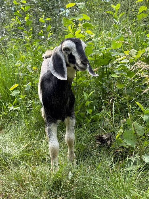 Козенята англо-нубійські