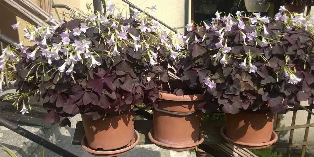 Szczawik trójkątny purpurowy Oxalis Triangularis 1100 sztuk + GRATISY