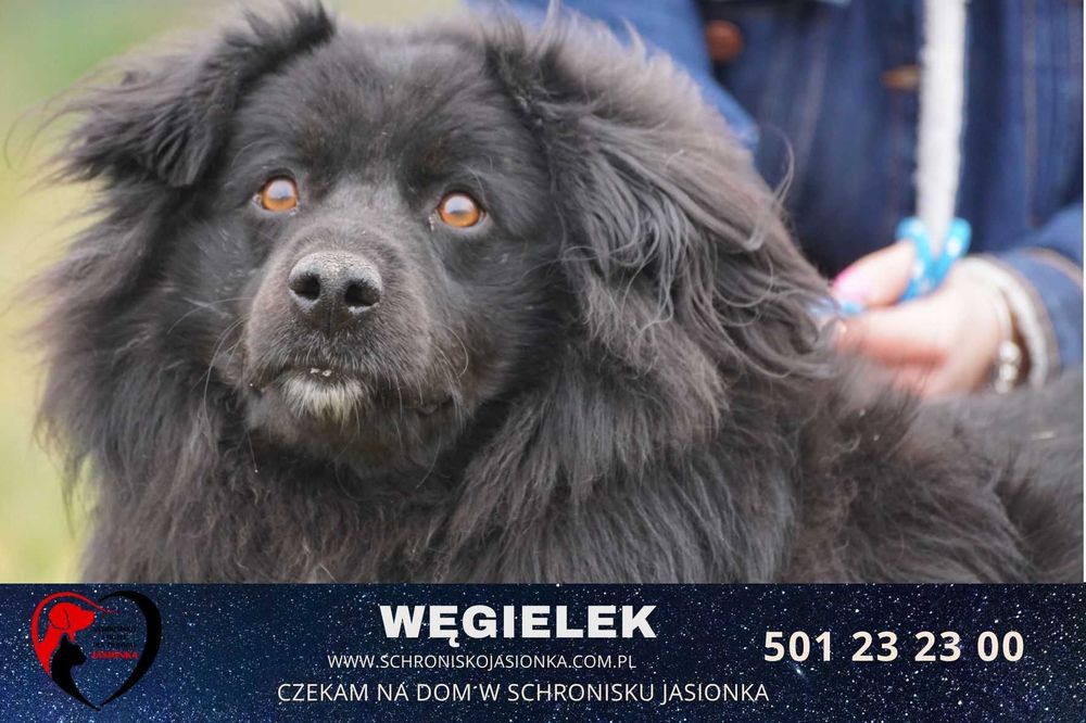 WĘGIELEK do adopcji Schronisko Jasionka