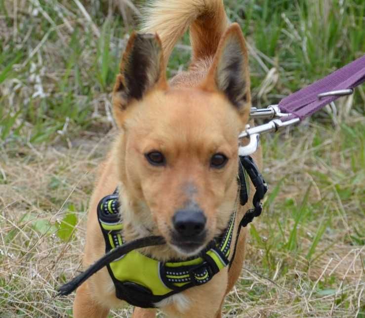 Precelek ze schroniska poleca się do adopcji