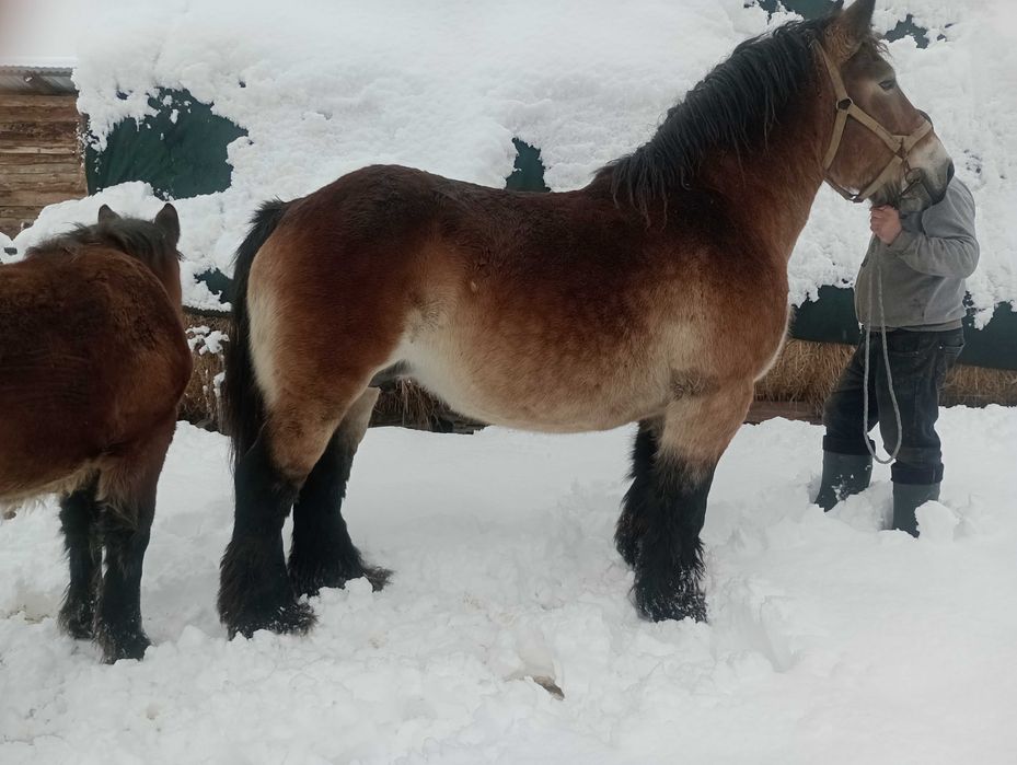 Klacz zimnokrwista, Arden bardzo dobry rodowód