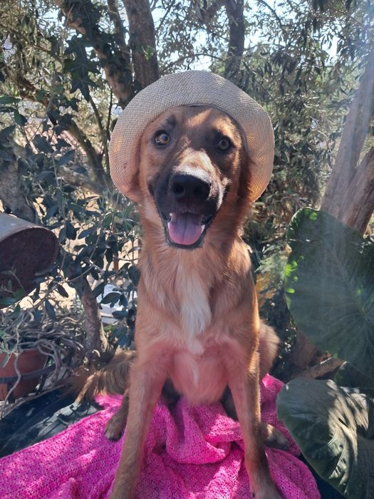 Simão para adoção responsável