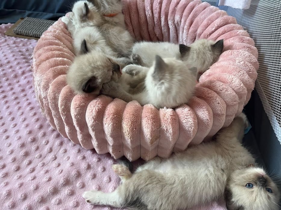 Ragdoll - kotka i 4 kocury