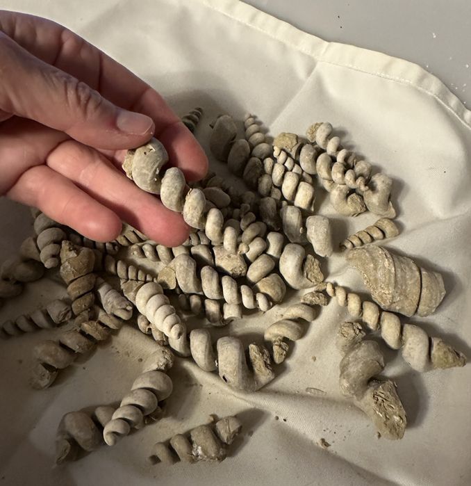 Turritelas de grandes dimensões