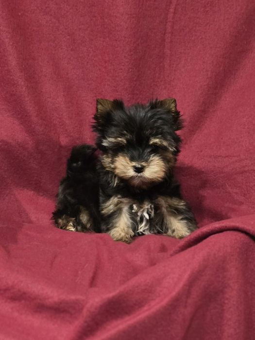 Piesek mini do 1,5kg Yorkshire Terrier