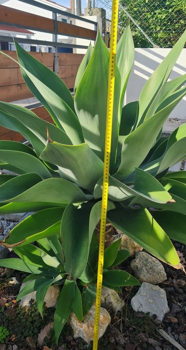 Agave - Planta ornamental de jardim