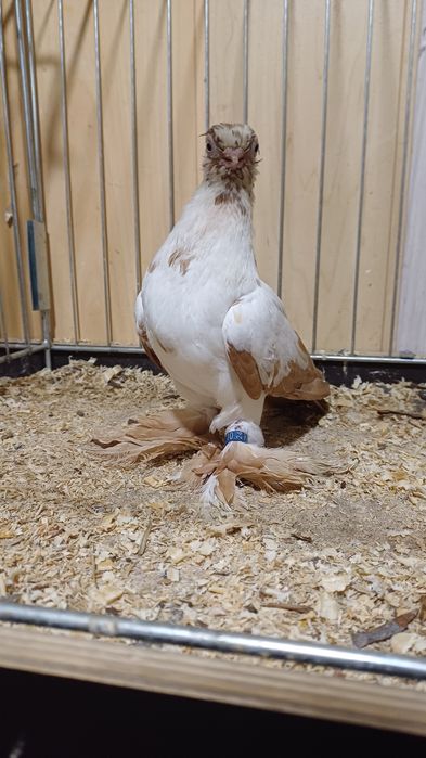 Motyl Warszawski żółty Samica