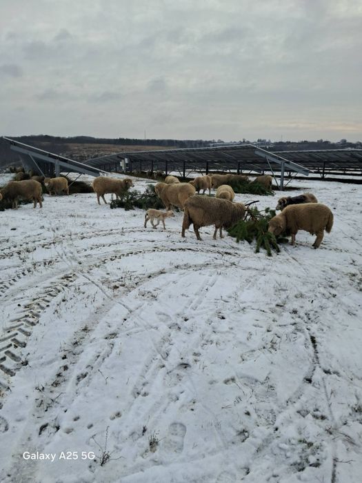 Баранина живою вагою.