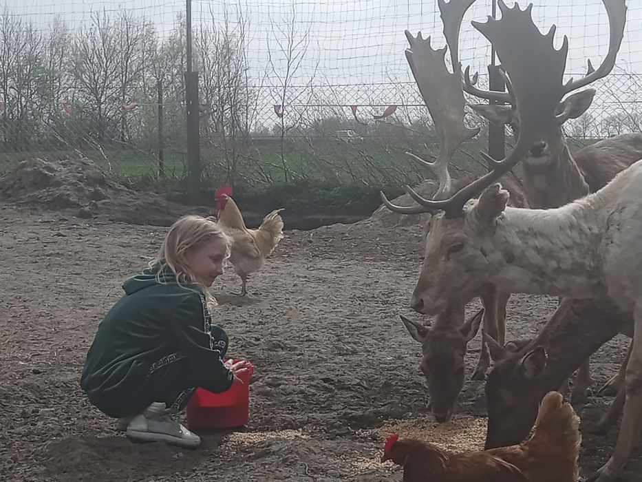 Byk daniela łopatacz z dowozem