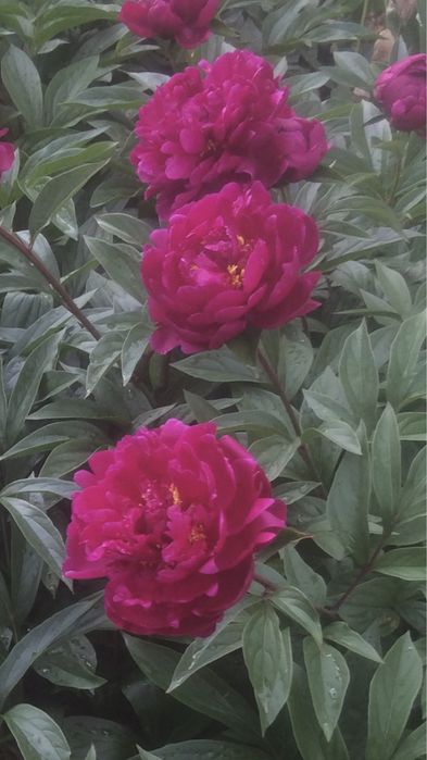 Піони та іриси.!