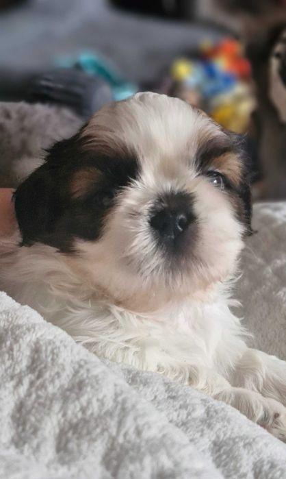 Cudny chłopak Shih Tzu