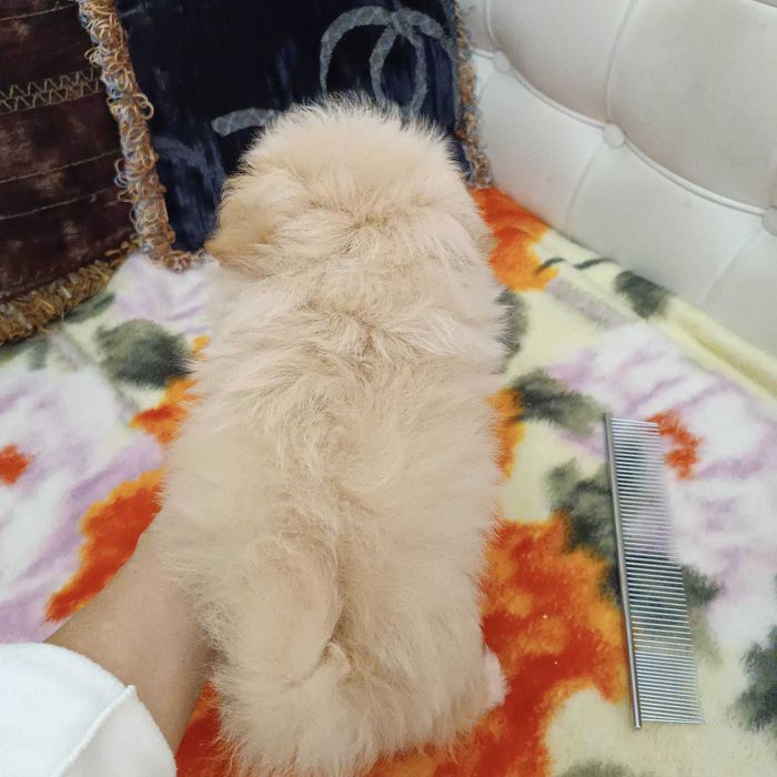 Меховой карапуз PomaPoo неполных 2 мес. Киевлянин, Голосеевский р-н