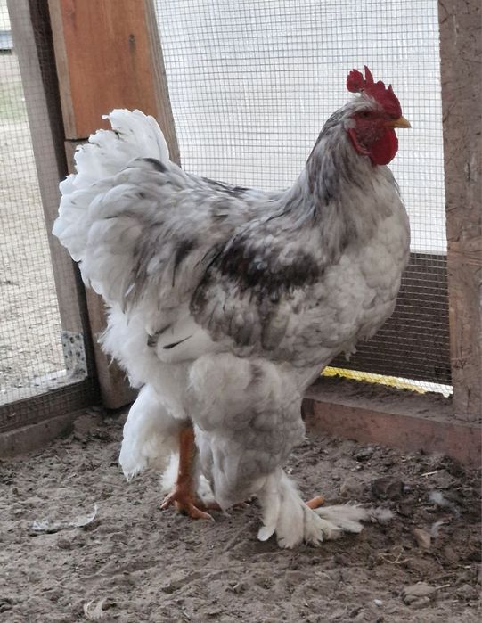 Kochin Olbrzymi młody koguty