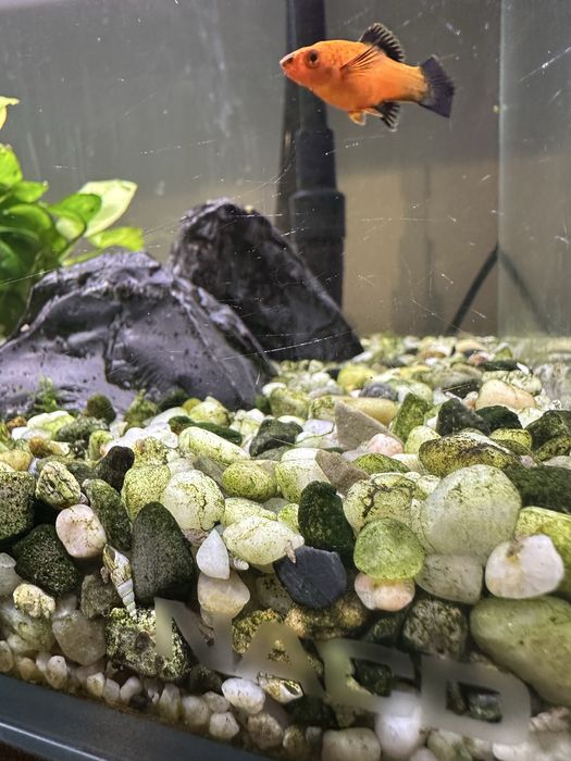 akwarium NACD optiwhite