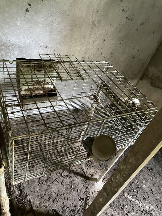 Jaulas de criaçao de coelhos