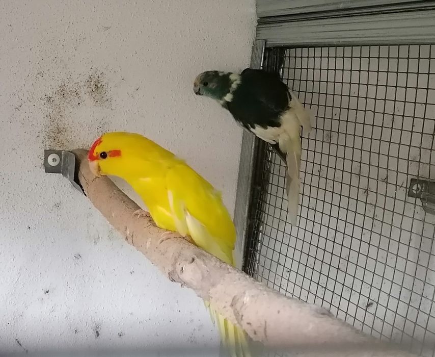 Casal kakarkis de 2025