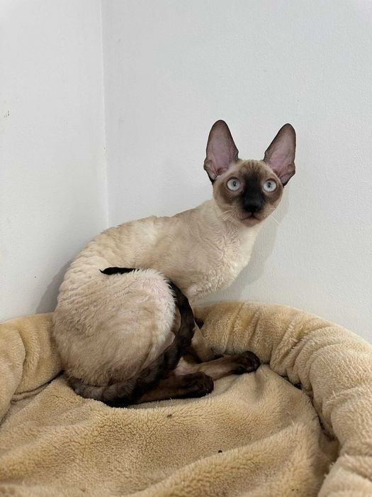 CORNISH REX - Dostępny kocurek o imieniu FENDI Hodowla: MatiMalwa*PL