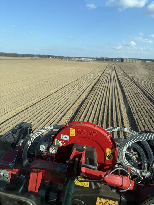 Siew cebuli . Usługowy. Usługa.