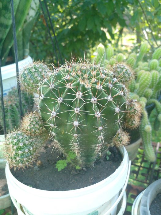 Кактус Ехінопсис