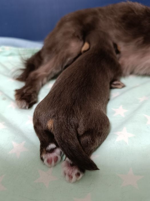 Йоркширский терьер (бронь)