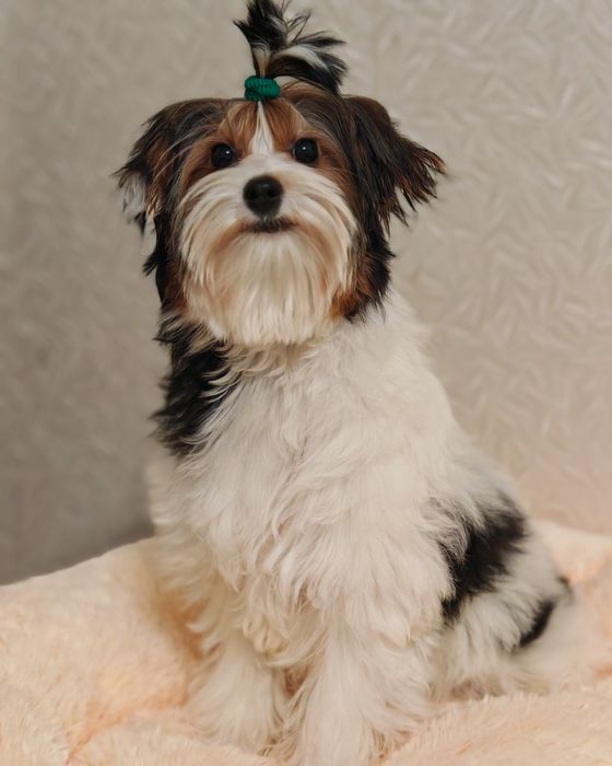 Хлопчик Бівер йорк Стів