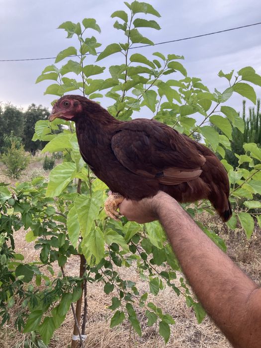 Franga de cruzamento de Rhode Island Red