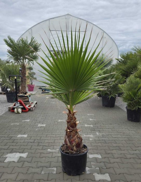Washingtonia robusta – waszyngtonia wyniosła