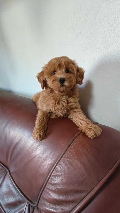 Maltipoo  -  pudel toy & maltańczyk -  przepiękana suczka  - badania genetyczne