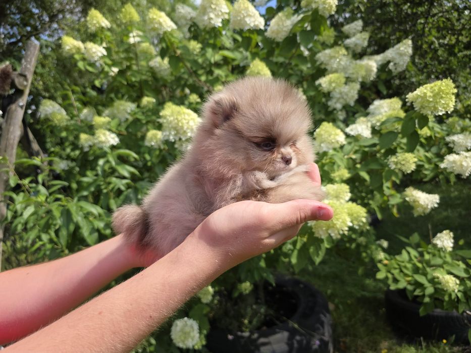 Zarezerwowany.Choco merle chłopiec